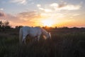 Camargue horse in the pasture at sunset Royalty Free Stock Photo