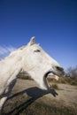 CAMARGUE HORSE, PORTRAIT OF ADULT YAWNING, SAINTES MARIE DE LA MER IN THE SOUTH OF FRANCE Royalty Free Stock Photo