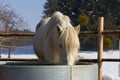 Camargue horse