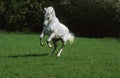 Camargue Horse, Rearing up