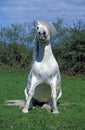 Camargue Horse sitting on Grass