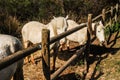 The camargue horse is a small but robust looking animal Royalty Free Stock Photo