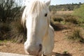 The camargue horse is a small but robust looking animal Royalty Free Stock Photo