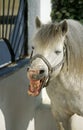 Camargue Horse standing in Loose box, Whinnying Royalty Free Stock Photo