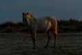 Camargue horse at sunset