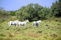 Camargue horses