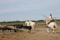 Camargue Horses & Bulls