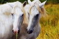 Camargue horses couple hugging himself