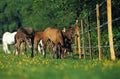 Camargue Horses, Foals in Paddock Royalty Free Stock Photo