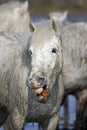 Camargue Horses, Funny Face, Saintes Marie de la Mer in Camargue, South of France