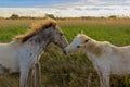 Camargue Horses Kiss Royalty Free Stock Photo