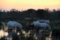 Camargue Horses Royalty Free Stock Photo