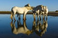 Camargue horse and their reflection in the water.