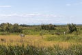 Wild White Camargue horses & x28;Camarguais& x29; eating grass in wetlands of Parc Regional de Camargue - Provence, France Royalty Free Stock Photo