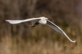 Egret in flight, Rhone delta, Camargue, France Royalty Free Stock Photo