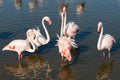 Flamingo having a meeting
