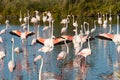 Flamingos showing off