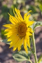 Sunflower in a field in Provence Royalty Free Stock Photo