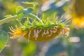 Sunflower hanging down in a field in Provence Royalty Free Stock Photo