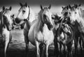 Camargue Pferde Royalty Free Stock Photo