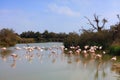 Camargue Ramsar wetland in France Royalty Free Stock Photo