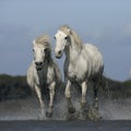 Camargue white horse