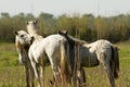 Camargue White Horses