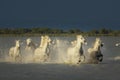 Camargue, wild horses Royalty Free Stock Photo