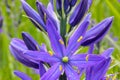 Camas Quamash Flower Closeup 02 Royalty Free Stock Photo