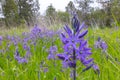 Camassia Quamash Flower Blossom Field 01 Royalty Free Stock Photo