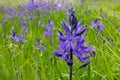 Camassia Quamash Flower Blossom Field 04 Royalty Free Stock Photo