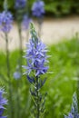 Camassia