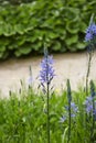 Camassia Royalty Free Stock Photo