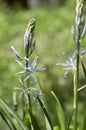 Camassia cusickii cussicks camas ornamental flowering plant in bloom, group of light blue small flowers in bloom