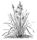 Camassia Esculenta vintage illustration