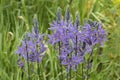 Camassia leichtlinii Caerulea flowers Royalty Free Stock Photo