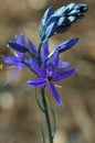 Camassia leichtlinii, Common Name: camass Royalty Free Stock Photo