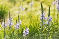 Camassia leichtlinii (great camas) Royalty Free Stock Photo