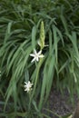 Camassia leichtlinii white flower Royalty Free Stock Photo