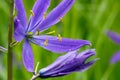 Yellow Anther Camassia Quamash Flower Royalty Free Stock Photo
