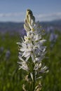 Camassia Quamash Royalty Free Stock Photo