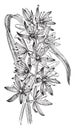 Camassia Quamash vintage illustration