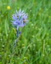 Camassia quamash wildflower with bee Royalty Free Stock Photo