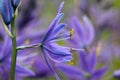 Camassia Quamash Wildflower Profile 04 Royalty Free Stock Photo