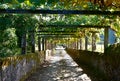 Footpath with vine tree at famous AlbariÃÂ±o wine region. Cambados, Rias Baixas, Galicia, Spain. Royalty Free Stock Photo