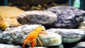 Cambarellus patzcuarensis Freshwater orange shrimp in the aquarium