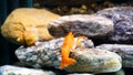 Cambarellus patzcuarensis Freshwater orange shrimp in the aquarium. High quality 4k footage