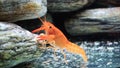 Cambarellus patzcuarensis Freshwater orange shrimp in the aquarium. High quality 4k footage