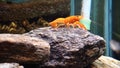 Cambarellus patzcuarensis Freshwater orange shrimp in the aquarium. High quality 4k footage
