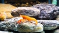 Cambarellus patzcuarensis Freshwater orange shrimp in the aquarium. High quality 4k footage